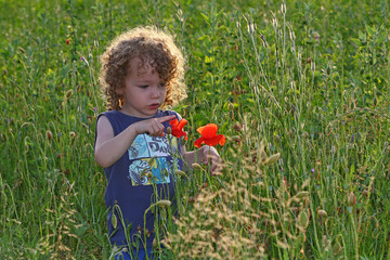 Little boy finding poppies in a field of tall grass