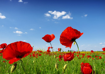 Obraz premium red poppy flowers