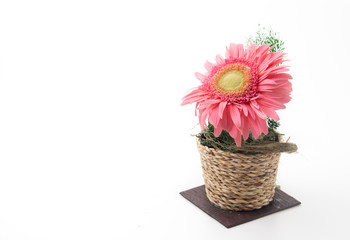 pink gerbera