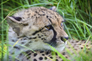 Gepard blickt in die Ferne © sirjimtonic