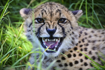 Gepard fletscht seine Zähne