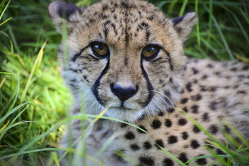 Gepard in Wildnis