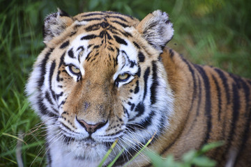 Fototapeta na wymiar Tiger in der Wildnis