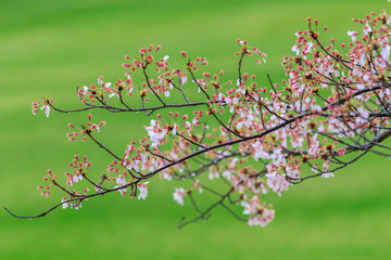 Pink flowering sakura