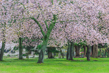 Pink flowering sakura