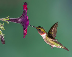 A ruby-throated hummingbird eating nectar from a pentunia. © mattcuda
