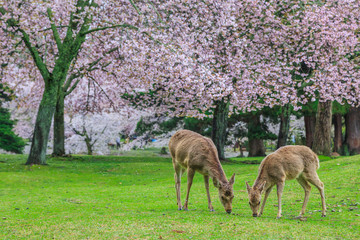 Naklejka na ściany i meble Deer under sakura tree