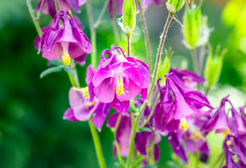 Purple flowers aquilegia backlit, macro