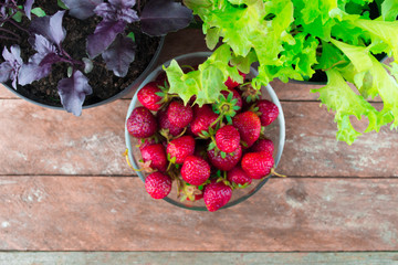 Purple basil leaves and lettuce leaves with strawberries on wood 