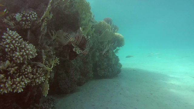 Two frillfin turkeyfish&nbsp;(Pterois mombasae) swims near reef 