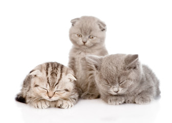 group of sleepy baby kittens. isolated on white background