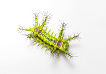 Top view of Stinging nettle slug caterpillar moth