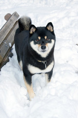 Black and Tan Shiba Inu Dog in the snow in Yoyogi Park, Tokyo, Japan