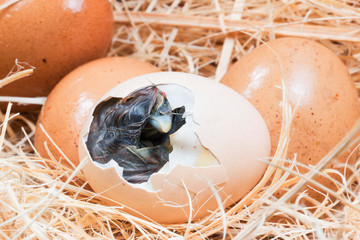 Newly born chick lying beside its brown egg