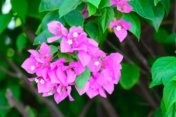 Obraz premium bougainvillea flowers pink and green branch garden