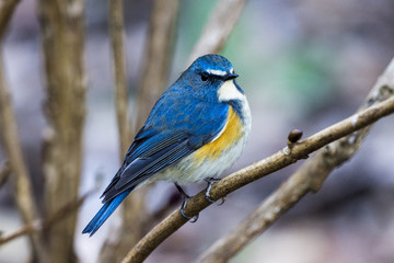 ルリビタキ（オス）