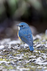 Naklejka premium ルリビタキ（オス）