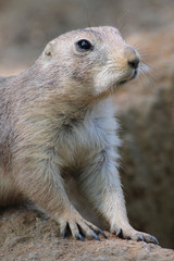 Prairie dog
