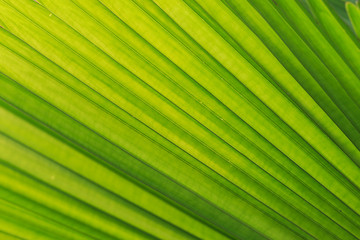 Close up texture of green palm leaf