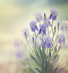 Foto auf Acrylglas Bestsellern Blumen und Pflanzen Irisblumen