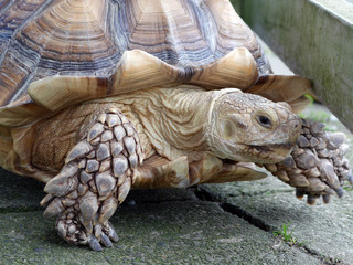 Fototapeta premium ゾウガメ