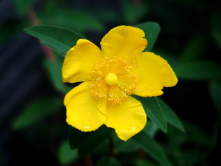 Obraz premium ヒペリカム・ヒドコート