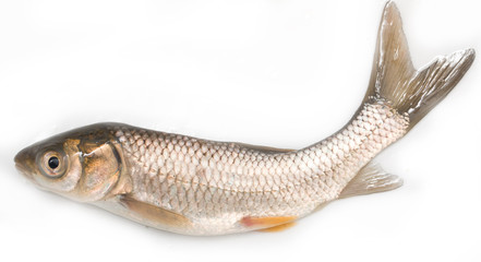 small fresh fish on a white background