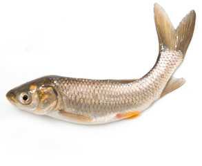 small fresh fish on a white background