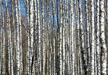 Spring birches on blue sky