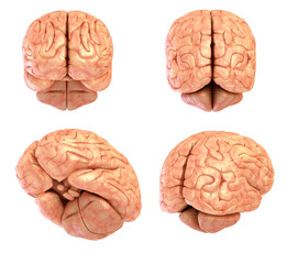 Human brain model, isolated