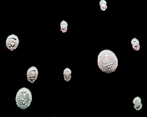 foam on a black background