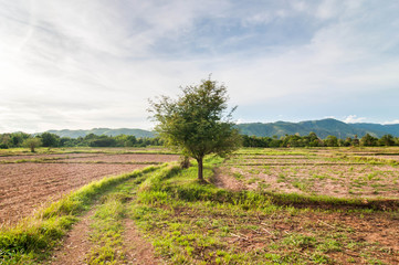 Fototapeta na wymiar Plowed farmland with mountain background.