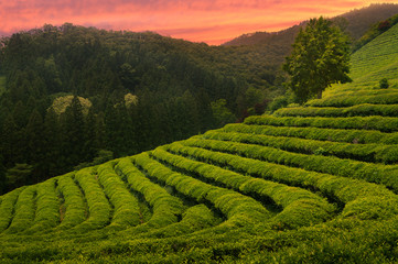 Boseong Tea Fields