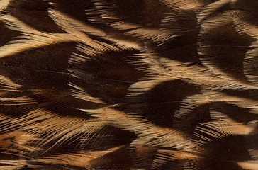brown feathers as a background