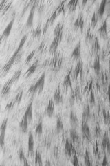 black and white feathers as a background