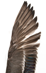 duck wings on a white background