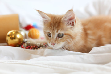 Fototapeta na wymiar Cat Maine Coon kitten lying and playing with Christmas decoratio