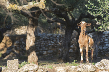 Tame goats among the olive trees