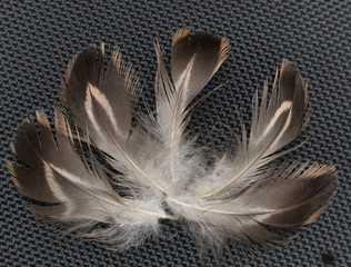 brown feathers on a black background