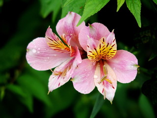 アルストロメリア