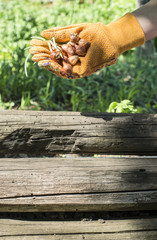 Hands hold plant bulbs in a garden
