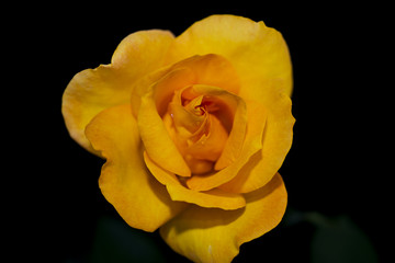 Yellow rose isolated on a black background