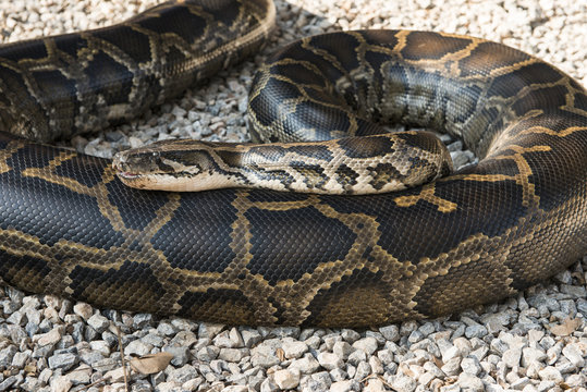 Close up of tiger python