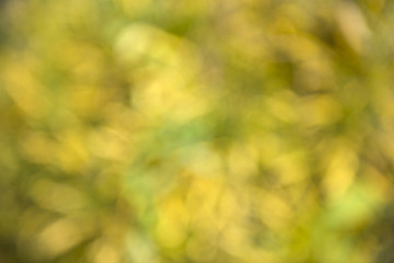 Yellow blurred background and sunlight