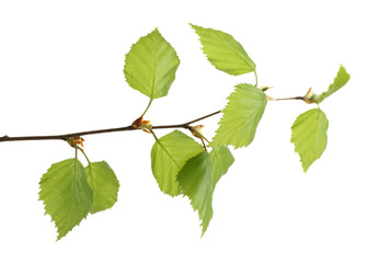 Branch with spring leaves isolated on white