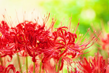 Close up of cluster amaryllis flowers