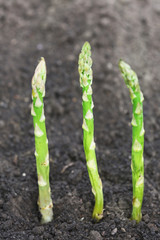 Organic farming asparagus in black soil