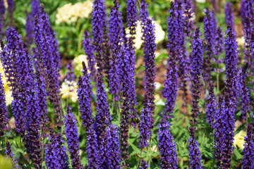 Lavender flowers in the park
