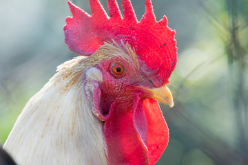 Beautiful cock portrait.
