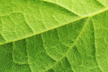 Closeup of green leaf